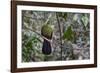 Green turaco perched on branch, Brufut Forest, The Gambia-Bernard Castelein-Framed Photographic Print