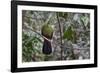 Green turaco perched on branch, Brufut Forest, The Gambia-Bernard Castelein-Framed Photographic Print