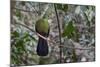 Green turaco perched on branch, Brufut Forest, The Gambia-Bernard Castelein-Mounted Photographic Print