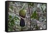 Green turaco perched on branch, Brufut Forest, The Gambia-Bernard Castelein-Framed Stretched Canvas