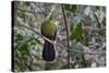 Green turaco perched on branch, Brufut Forest, The Gambia-Bernard Castelein-Stretched Canvas