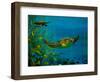 Green Turtle, 2018-Lee Campbell-Framed Giclee Print