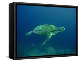 Green Turtle a Female Drifting Along the Reef-null-Framed Stretched Canvas