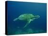 Green Turtle a Female Drifting Along the Reef-null-Stretched Canvas