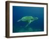 Green Turtle a Female Drifting Along the Reef-null-Framed Photographic Print