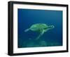 Green Turtle a Female Drifting Along the Reef-null-Framed Photographic Print