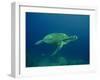 Green Turtle a Female Drifting Along the Reef-null-Framed Photographic Print