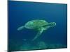 Green Turtle a Female Drifting Along the Reef-null-Mounted Photographic Print