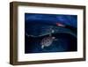 Green Turtle at Sunset-Barathieu Gabriel-Framed Photographic Print