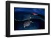 Green Turtle at Sunset-Barathieu Gabriel-Framed Photographic Print