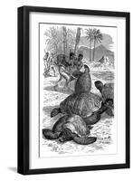 Green Turtle Being Caught by Hunters, 1884-null-Framed Giclee Print