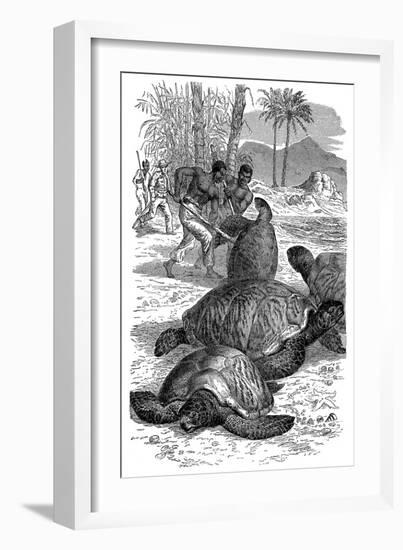 Green Turtle Being Caught by Hunters, 1884-null-Framed Giclee Print