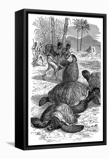 Green Turtle Being Caught by Hunters, 1884-null-Framed Stretched Canvas