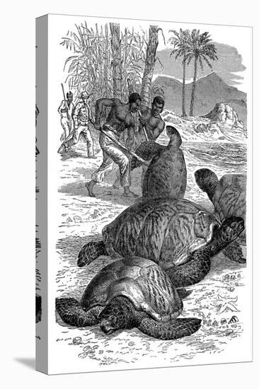 Green Turtle Being Caught by Hunters, 1884-null-Stretched Canvas