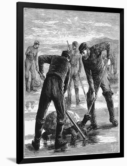 Green Turtle Being Caught by Hunters, C1900-null-Framed Giclee Print