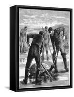 Green Turtle Being Caught by Hunters, C1900-null-Framed Stretched Canvas