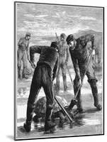 Green Turtle Being Caught by Hunters, C1900-null-Mounted Giclee Print