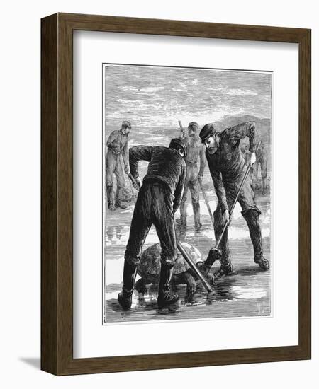 Green Turtle Being Caught by Hunters, C1900-null-Framed Giclee Print