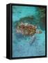 Green Turtle, Bocas Del Torro Island, Panama-Gavriel Jecan-Framed Stretched Canvas