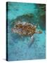 Green Turtle, Bocas Del Torro Island, Panama-Gavriel Jecan-Stretched Canvas