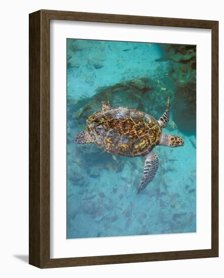 Green Turtle, Bocas Del Torro Island, Panama-Gavriel Jecan-Framed Photographic Print