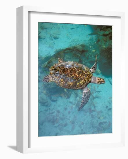 Green Turtle, Bocas Del Torro Island, Panama-Gavriel Jecan-Framed Photographic Print