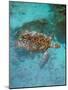 Green Turtle, Bocas Del Torro Island, Panama-Gavriel Jecan-Mounted Photographic Print