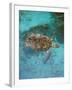 Green Turtle, Bocas Del Torro Island, Panama-Gavriel Jecan-Framed Photographic Print