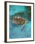 Green Turtle, Bocas Del Torro Island, Panama-Gavriel Jecan-Framed Photographic Print