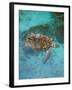 Green Turtle, Bocas Del Torro Island, Panama-Gavriel Jecan-Framed Photographic Print