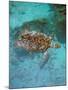 Green Turtle, Bocas Del Torro Island, Panama-Gavriel Jecan-Mounted Photographic Print