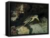 Green Turtle, Bunaken Marine Park, Indonesia-Stocktrek Images-Framed Stretched Canvas