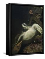 Green Turtle, Bunaken Marine Park, Indonesia-Stocktrek Images-Framed Stretched Canvas