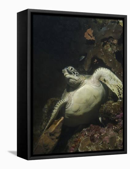 Green Turtle, Bunaken Marine Park, Indonesia-Stocktrek Images-Framed Stretched Canvas