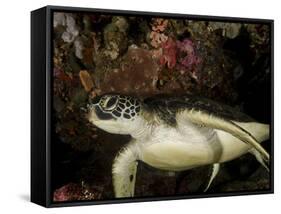 Green Turtle, Bunaken Marine Park, Indonesia-Stocktrek Images-Framed Stretched Canvas