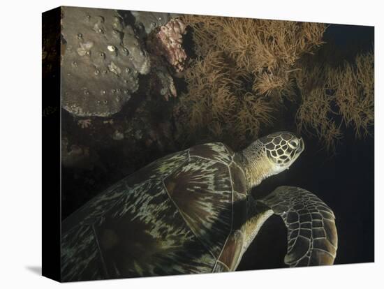 Green Turtle, Bunaken Marine Park, Indonesia-Stocktrek Images-Stretched Canvas