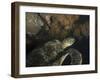 Green Turtle, Bunaken Marine Park, Indonesia-Stocktrek Images-Framed Premium Photographic Print
