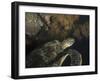 Green Turtle, Bunaken Marine Park, Indonesia-Stocktrek Images-Framed Premium Photographic Print