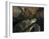 Green Turtle, Bunaken Marine Park, Indonesia-Stocktrek Images-Framed Premium Photographic Print