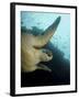 Green Turtle, Bunaken Marine Park, Indonesia-Stocktrek Images-Framed Photographic Print