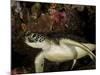 Green Turtle, Bunaken Marine Park, Indonesia-Stocktrek Images-Mounted Photographic Print