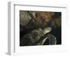 Green Turtle, Bunaken Marine Park, Indonesia-Stocktrek Images-Framed Photographic Print