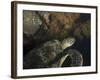 Green Turtle, Bunaken Marine Park, Indonesia-Stocktrek Images-Framed Photographic Print