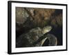 Green Turtle, Bunaken Marine Park, Indonesia-Stocktrek Images-Framed Photographic Print