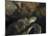 Green Turtle, Bunaken Marine Park, Indonesia-Stocktrek Images-Mounted Photographic Print