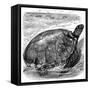 Green Turtle (Chelone Myda), C1890-null-Framed Stretched Canvas