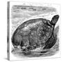 Green Turtle (Chelone Myda), C1890-null-Stretched Canvas
