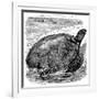 Green Turtle (Chelone Myda), C1890-null-Framed Giclee Print