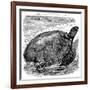 Green Turtle (Chelone Myda), C1890-null-Framed Giclee Print