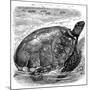 Green Turtle (Chelone Myda), C1890-null-Mounted Giclee Print